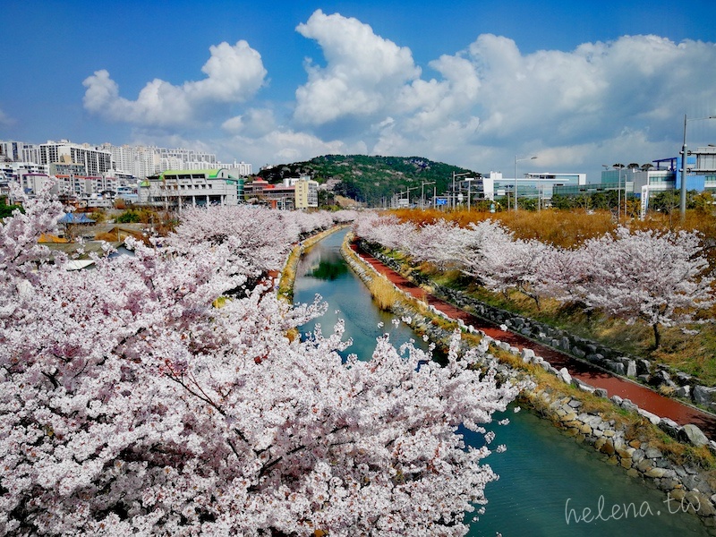櫻花,釜山,釜山旅行,釜山旅遊,釜山櫻花,釜山自由行,釜山賞櫻,釜山賞櫻住宿,釜山賞櫻攻略,釜山賞櫻時間,釜山賞櫻月份,釜山賞櫻秘境,釜山賞櫻花,釜山遊／宿,釜山鎮海櫻花,韓國,韓國旅行,韓國旅遊,韓國綜合,韓國自由行,韓國賞櫻花 @Helena's Blog