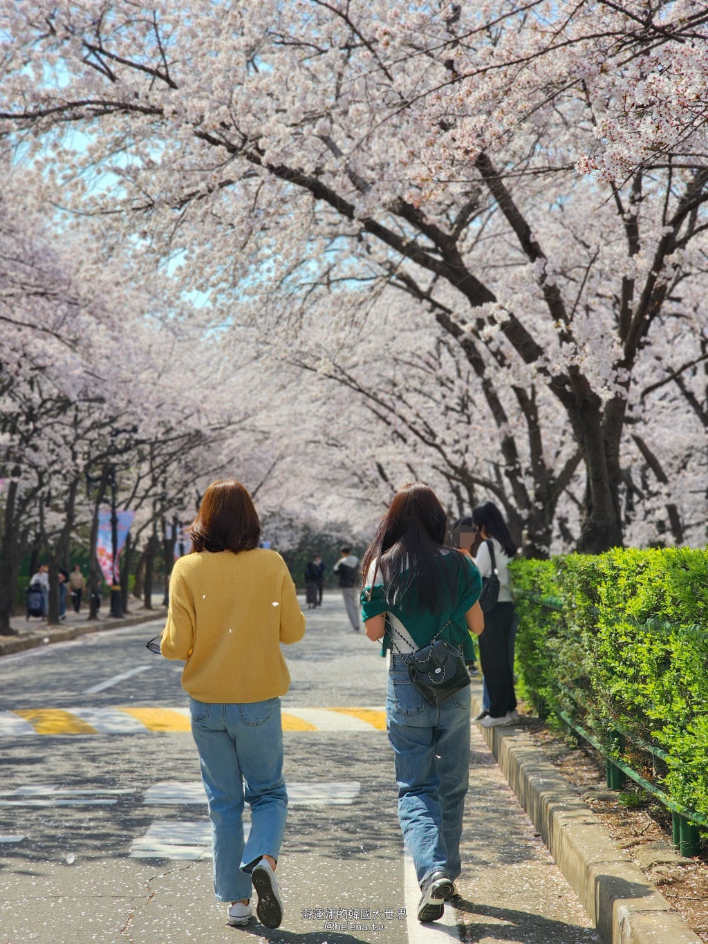 大邱,大邱旅行,大邱旅遊,大邱自由行,大邱遊／宿,櫻花,韓國,韓國旅遊,韓國綜合,韓國自由行,韓國賞櫻花 @Helena's Blog
