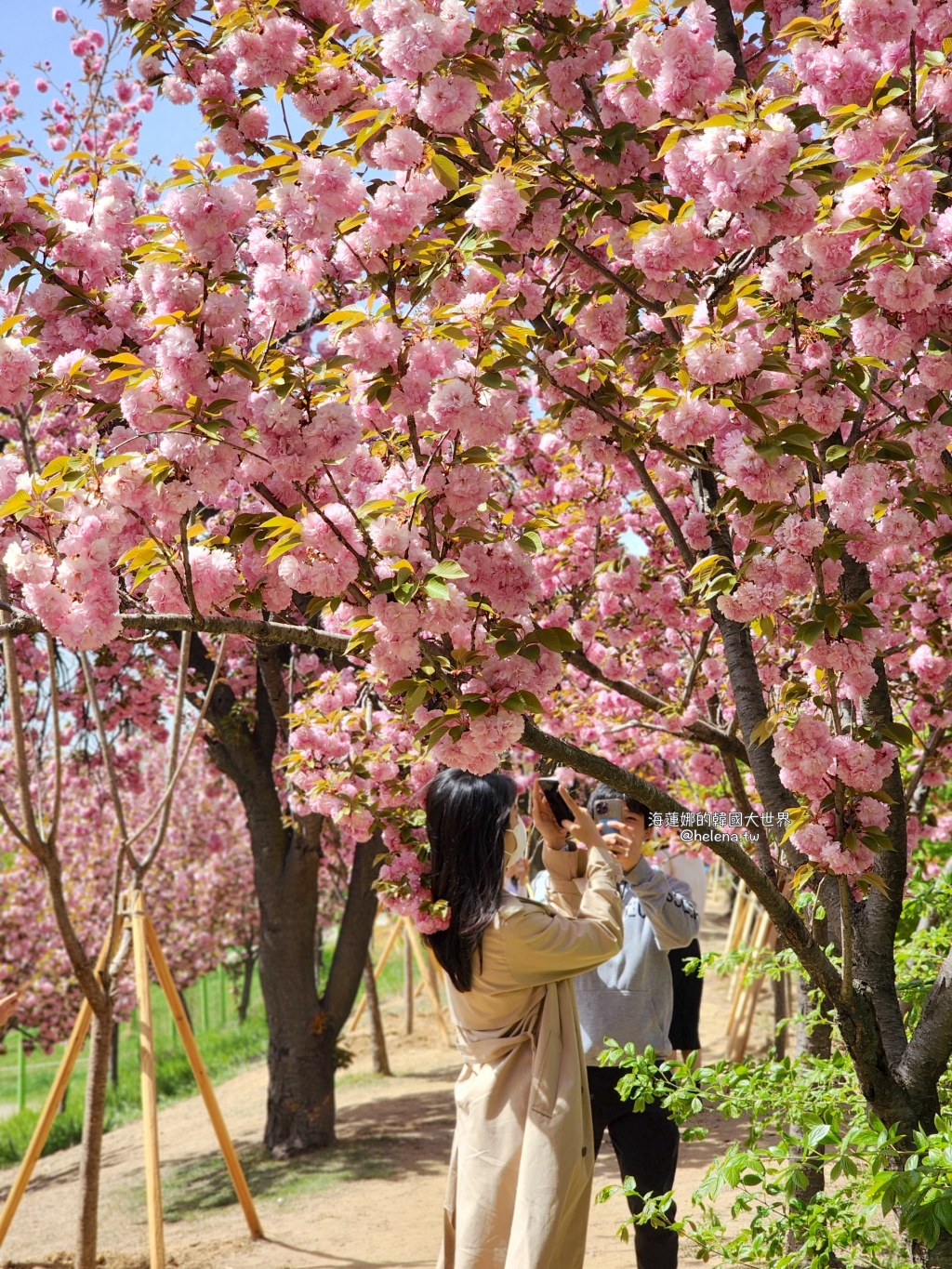 大邱,大邱旅行,大邱旅遊,大邱自由行,大邱遊／宿,櫻花,韓國,韓國旅遊,韓國自由行 @Helena's Blog